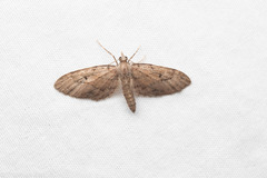 Eupithecia unicolor