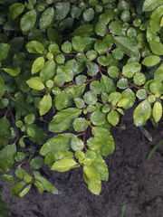 Azara serrata