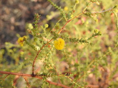 Acacia asperulacea
