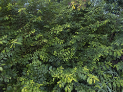 Azara serrata