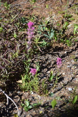 Castilleja parviflora olympica