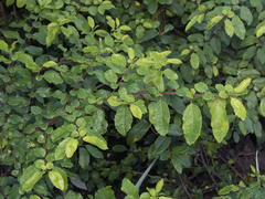 Azara serrata