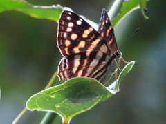 Dodona