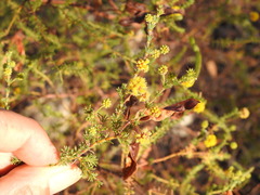 Acacia asperulacea