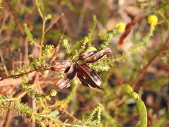 Acacia asperulacea