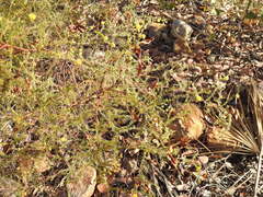 Acacia asperulacea