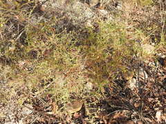 Acacia asperulacea