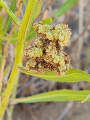 Aceria chondrillae