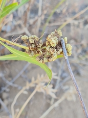 Aceria chondrillae