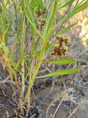 Aceria chondrillae