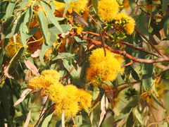 Eucalyptus phoenicea