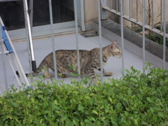 Felis catus