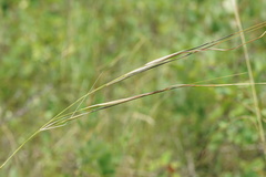 Hesperostipa curtiseta