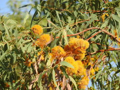 Eucalyptus phoenicea