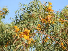 Eucalyptus phoenicea