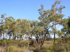 Eucalyptus phoenicea