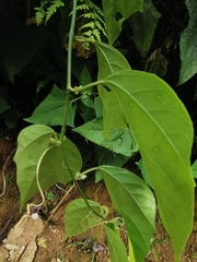 Passiflora auriculata