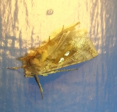 Autographa bimaculata