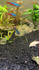 Paracheirodon innesi