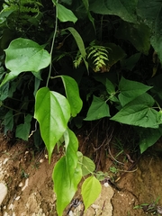 Passiflora auriculata