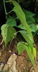 Passiflora auriculata