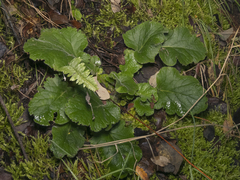 Francoa appendiculata