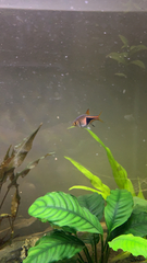 Trigonostigma heteromorpha