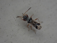 Pseudopachybrachius vinctus