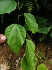 Passiflora auriculata