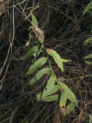 Baccharis racemosa