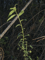Baccharis racemosa