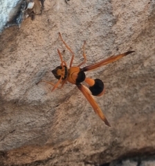 Delta latreillei
