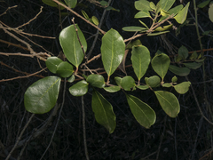 Azara integrifolia