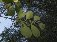 Azara integrifolia