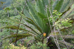 Dioon edule