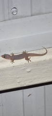 Gehyra australis