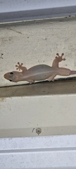 Gehyra australis