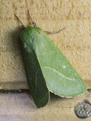 Jochroa chlorogastra