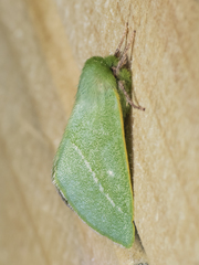 Jochroa chlorogastra