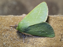 Jochroa chlorogastra