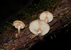 Armillaria hinnulea