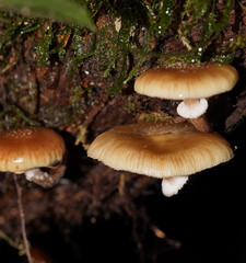 Armillaria hinnulea