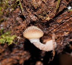Armillaria hinnulea