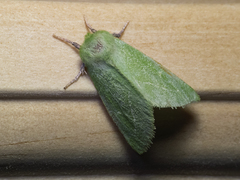 Jochroa chlorogastra