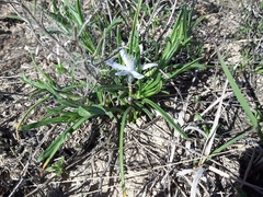 Androstephium coeruleum