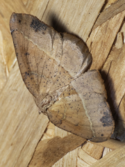 Syncirsodes primata