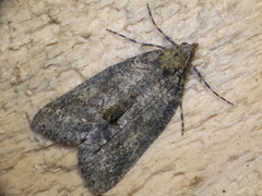 Hemiloxia maditata