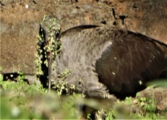 Drymaria cordata diandra