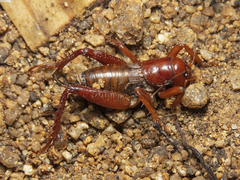 Cratomelus armatus