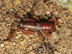 Cratomelus armatus